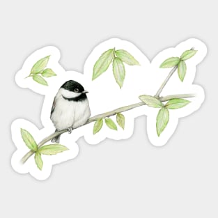 A pencil drawing of a Carolina chickadee Sticker